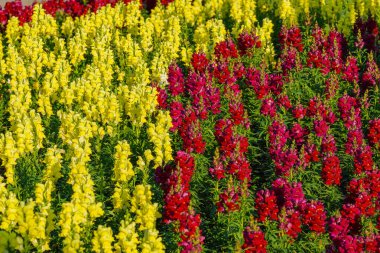 Antirrhinum majus ejder çiçeği diğer adıyla Snap Dragons ve Tagetes patula (Fransız kadife çiçekleri) bahçede çiçek açıyor..