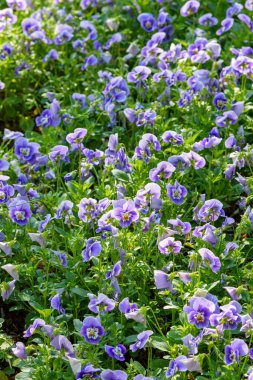 Baharda bahçede açan Viola çiçekleri