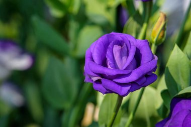 Güzel Lisianthus Çiçekleri bahçede yeşil yapraklı arka planda.