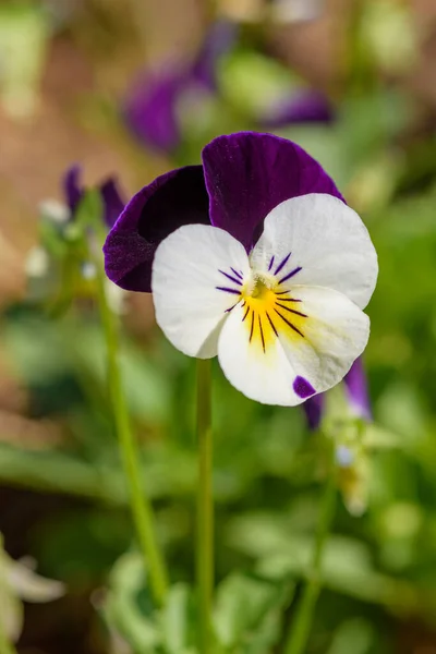 Nahaufnahme Viola Blumen Blühen Garten Mit Einem Verschwommenen Hintergrund Frühling — Stockfoto