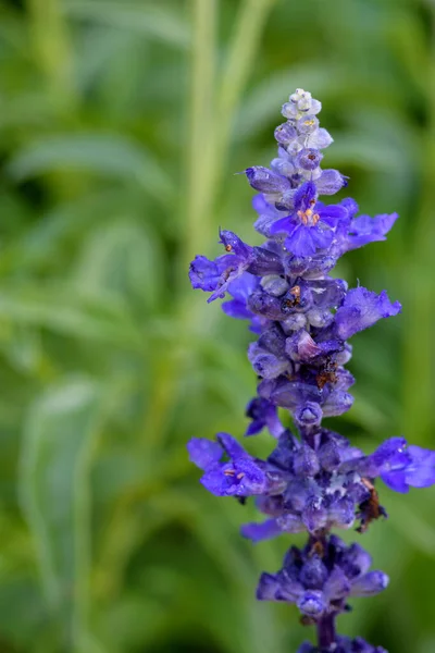 Blue Salvia Flowers Blooming Garden Chiang Mai Thailand Blue Flower — Stock Photo, Image