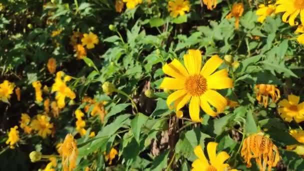 Tree Marigold Maxican Sunflower Thai Name Bua Tong Flower Which — Stock Video