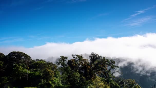 土居インタノン国立公園 チェンマイタイの丘の上に流れる霧の移動時間の経過 朝の時間経過自然景観 — ストック動画