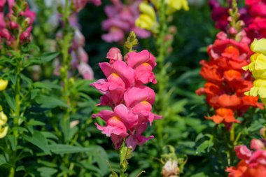 Antirrhinum majus ejder çiçeği diğer adıyla Snap Dragons ve Tagetes patula (Fransız kadife çiçekleri) bahçede çiçek açıyor.