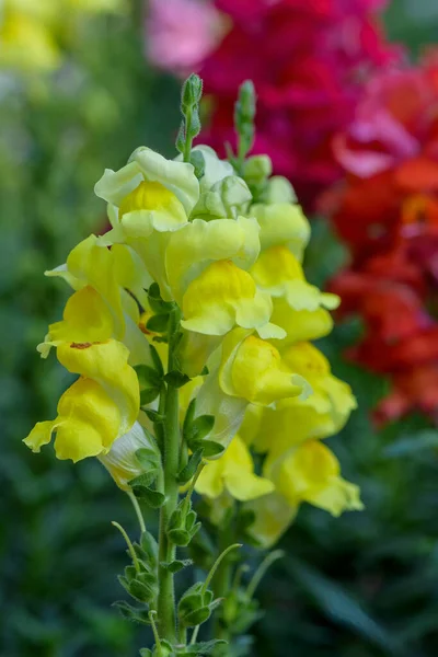 Antirrhinum Majus Dragon Flower Also Known Snap Dragons Tagetes Patula — Stock Photo, Image