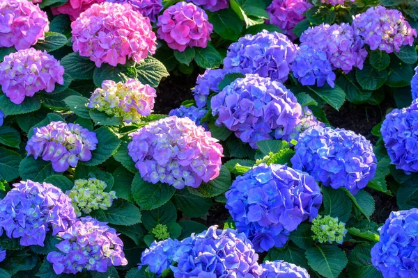 Blooming Hydrangeas Flowers Garden Chiang Mai Thailand – stockfoto