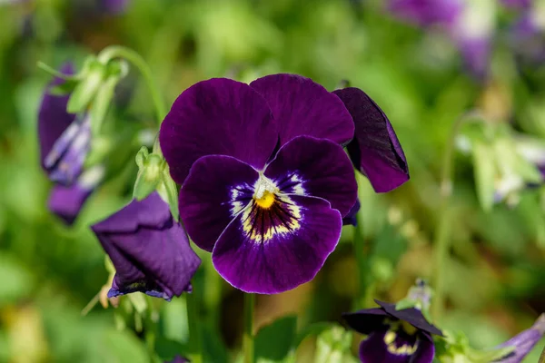 Zamknij Viola Kwiaty Kwitnące Ogrodzie Zamazanym Tle Wiosną Ukierunkowanie Selektywne — Zdjęcie stockowe