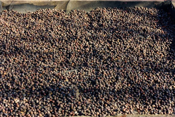 Sušení Kávových Zrn Přirozeně Zpracováváno Sluncem Med Zpracování Kávová Zrna — Stock fotografie