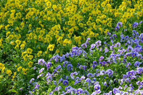 Весной Саду Цветут Фиолетовые Цветы — стоковое фото
