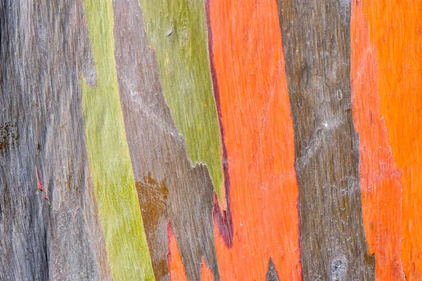 Colorful Abstract Texture Eucalyptus Trees Bark Can Used Background — Photo