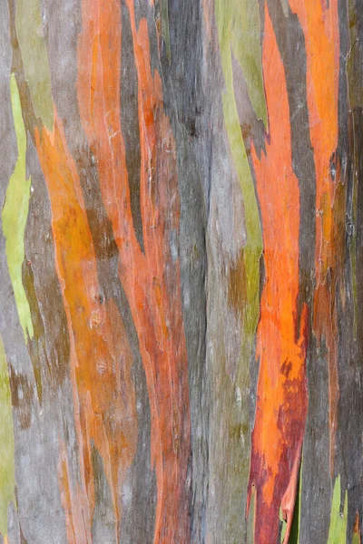 Colorful Abstract Texture Eucalyptus Trees Bark Can Used Background — Stok fotoğraf