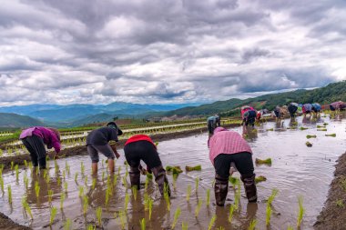 Tayland 'ın kuzeyindeki Ban Pa Bong Piang, Chiang Mai' de pirinç tarlasında pirinç nakli. Çiftçi yağmur mevsiminde pirinç ekiyor