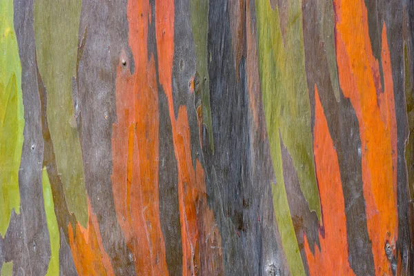 Colorful Abstract Texture Eucalyptus Trees Bark Can Used Background — Fotografia de Stock