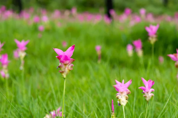 Campo Flores Silvestres Curcuma Alismatifolia Siam Tulip Krachiew Florecen Parque —  Fotos de Stock
