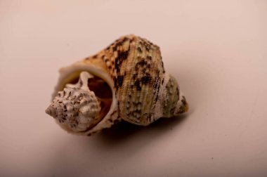 Beyaz arka planda deniz kabuğu, izole değil, yakın plan, seçici odak