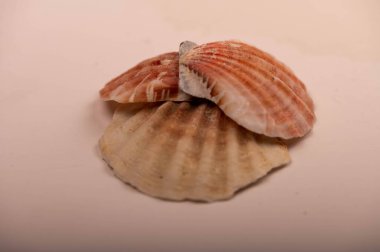 Beyaz arka planda birkaç deniz kabuğu, izole edilmemiş, yakın plan, seçici odak