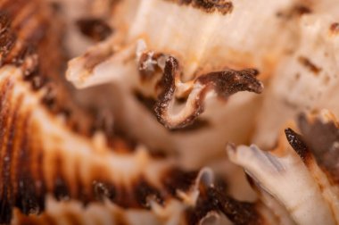 Deniz kabuğu yüzeyi dokusu, arkaplan resmi, yakın plan, seçici odak