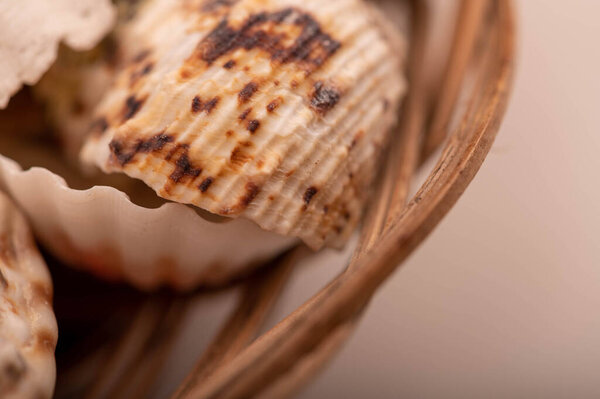 Several seashells on a white background, not isolated, close-up, selective focus