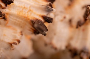 Deniz kabuğu yüzeyi dokusu, arkaplan resmi, yakın plan, seçici odak