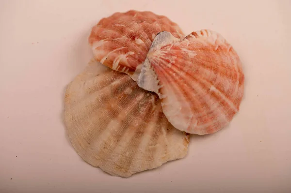 几个白色背景的海贝壳 不是孤立的 特写镜头的 有选择的焦点 — 图库照片