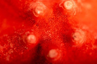 Kırmızı denizyıldızı yakın çekim yüzey dokusu.