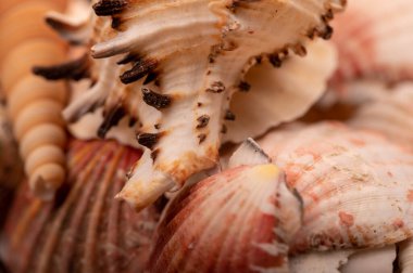 Deniz kabuğu yüzeyi dokusu, arkaplan resmi, yakın plan, seçici odak