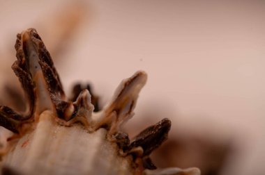 Deniz kabuğu yüzeyi dokusu, arkaplan resmi, yakın plan, seçici odak