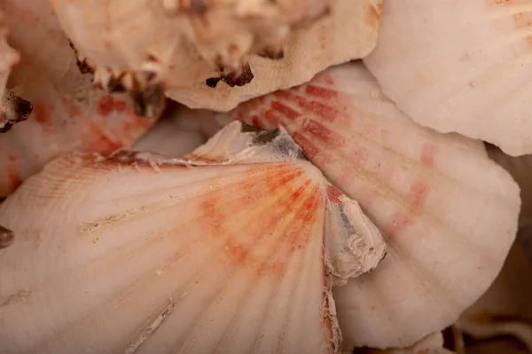 Struttura Della Superficie Seashell Immagine Sfondo Primo Piano Messa Fuoco — Foto Stock