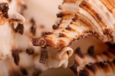 Deniz kabuğu yüzeyi dokusu, arkaplan resmi, yakın plan, seçici odak