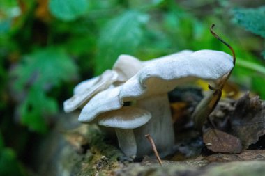 Çimenlerdeki mantarlar sonbahar ormanlarının arka planına karşı. Doğal ortamda mantara yakın çekim. Güzel sonbahar manzarası.