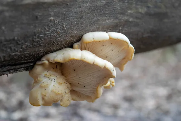 Cogumelos Tronco Uma Árvore Velha Contra Fundo Florestal Cogumelo Close — Fotografia de Stock