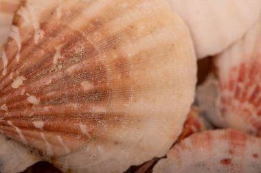 Deniz kabuğu yüzeyi dokusu, arkaplan resmi, yakın plan, seçici odak