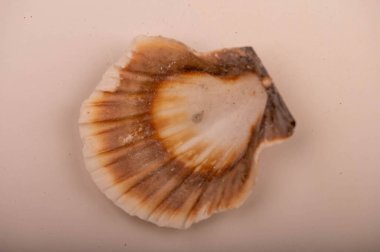 Beyaz arka planda deniz kabuğu, izole değil, yakın plan, seçici odak