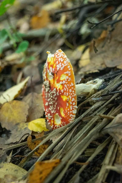 Egy Mérgező Hallucinogén Gomba Ami Agarikusan Repül Fűben Egy Őszi — Stock Fotó