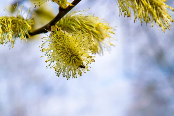 Knoppar Ett Träd Mot Blå Himmel Unga Gröna Blad Närbild Stockbild