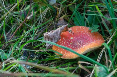 Zehirli ve halüsinojenik bir mantar. Bir sonbahar ormanının arka planında çimlerin üzerinde uçar. Doğal ortamda kırmızı zehirli mantar yakın plan. Güzel sonbahar manzarası.