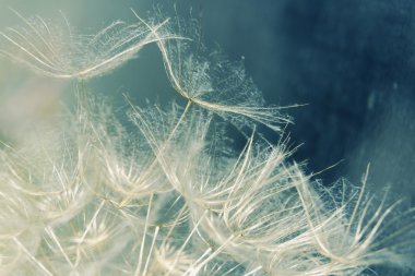 karahindiba tohumları