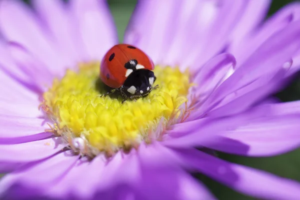 Ladybug on a purple daisy — Stock Photo, Image