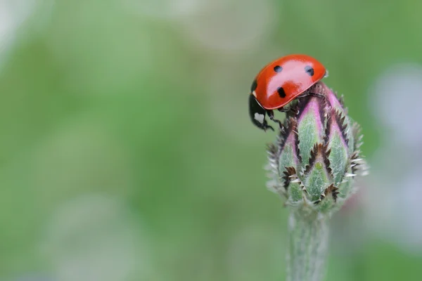 फुलावर लेडीबग — स्टॉक फोटो, इमेज