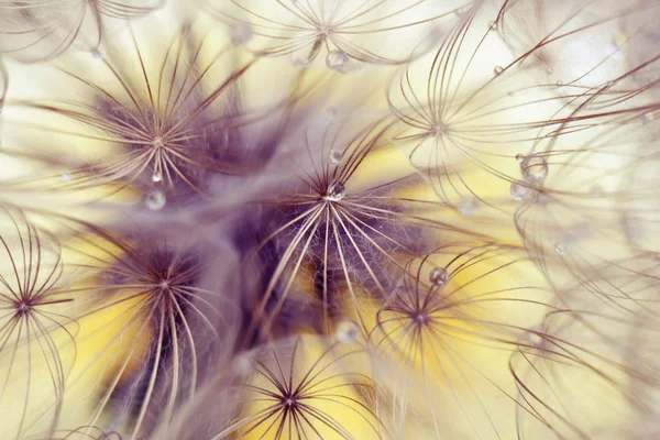 Diente de león de belleza — Foto de Stock