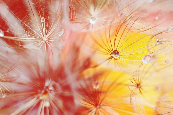 Diente de león de belleza — Foto de Stock