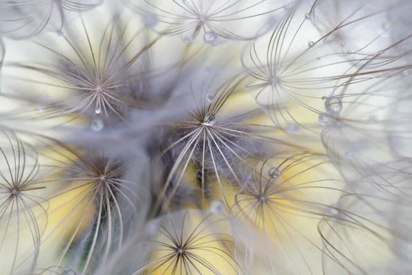 Diente de león de belleza —  Fotos de Stock