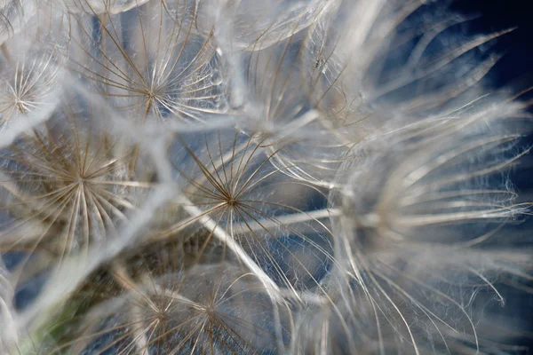 Diente de león de belleza — Foto de Stock