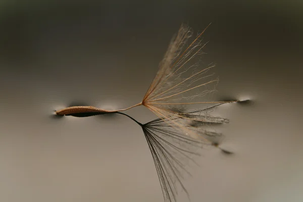 Single dandelion seed on the water — Stock Photo, Image