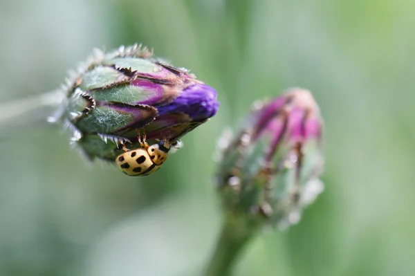 Ladybird on a flower — Stock Photo, Image