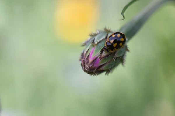 Ladybird on a flower — Stock Photo, Image