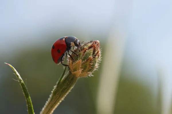 Nyckelpiga på blomma — Stockfoto