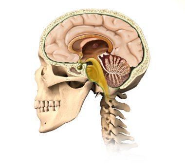 Bütün beyin detayları, orta-sagittal yan v ile insan kafatası kesit