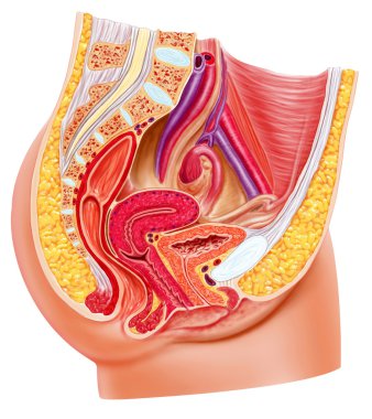 kadın üreme sistemi anatomisi, kesit.