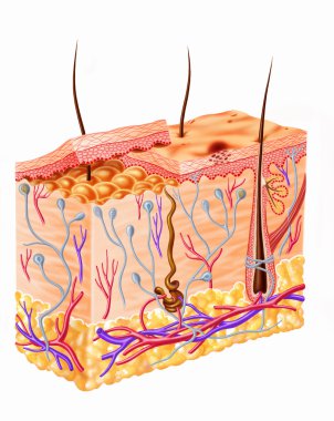 Human skin section diagram clipart